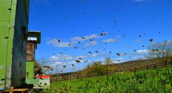 Les Ruchers du Bois Moret